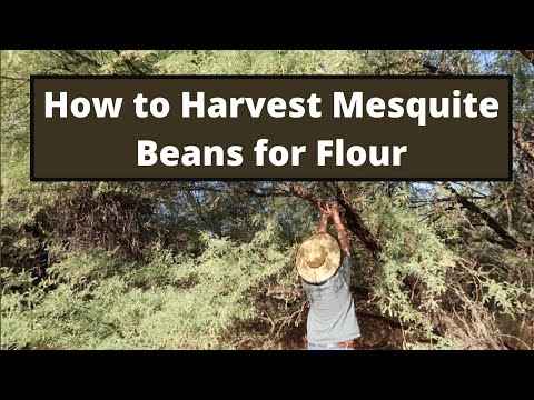 Video: Apakah Pokok Mesquite Kacang Skru - Cara Menanam Mesquite Kacang Skru