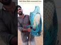 big size rahu fish #fishing #rahu fish viral shorts
