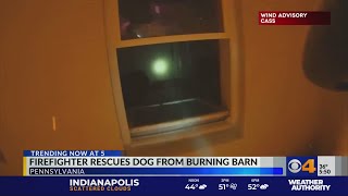 Body cam footage shows firefighter saving dog from fire
