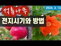 석류나무 - 전지시기와 방법 #석류나무 가지치기 Mp3 Song