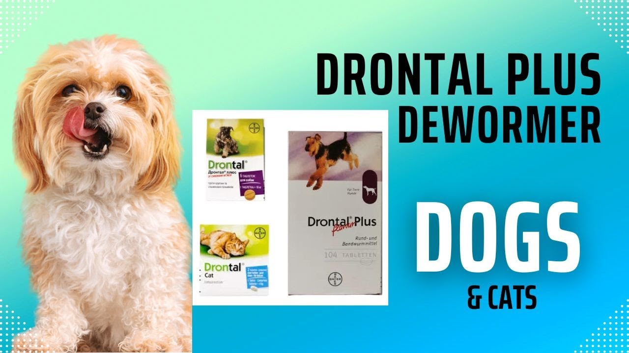 How To Deworm Your Dog For Tapeworms Using Drontal Plus And Best Place how-to-deworm-your-dog-for-tapeworms-using-drontal-plus-and-best-place