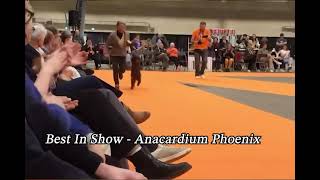 ANACARDIUM PHOENIX - BEST IN SHOW - LONS LE SAUNIER (France)