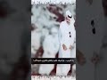ياشيب وشبك على بعض العرب عجلان