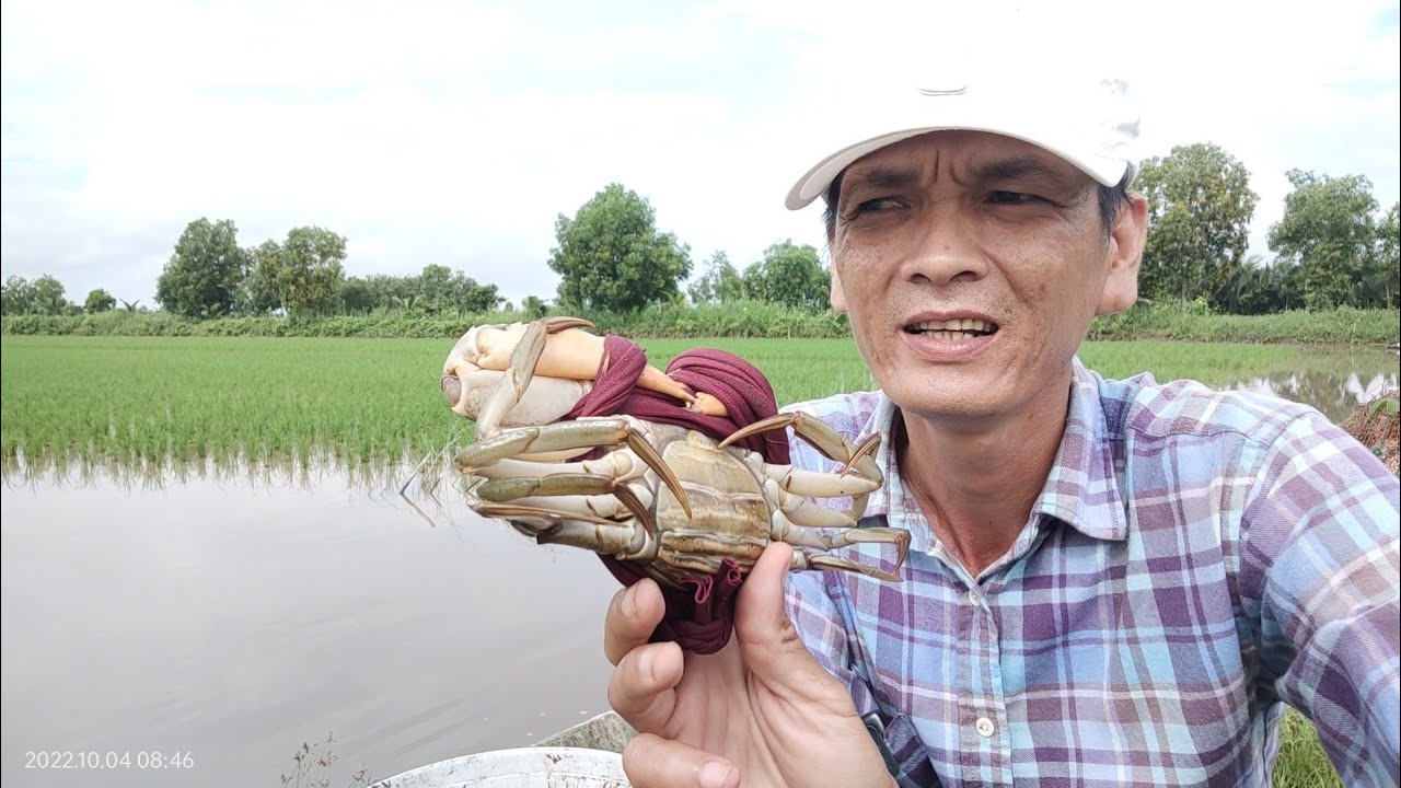 Cua biển - Kinh Nghiệm Nuôi Cua Biển Từ Anh Nông Dân Vùng Miệt Thứ Kiên Giang - Nhân Trương Vlog
