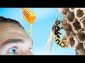 My Head vs Wasp Nest - Keeping Wasps as Pets