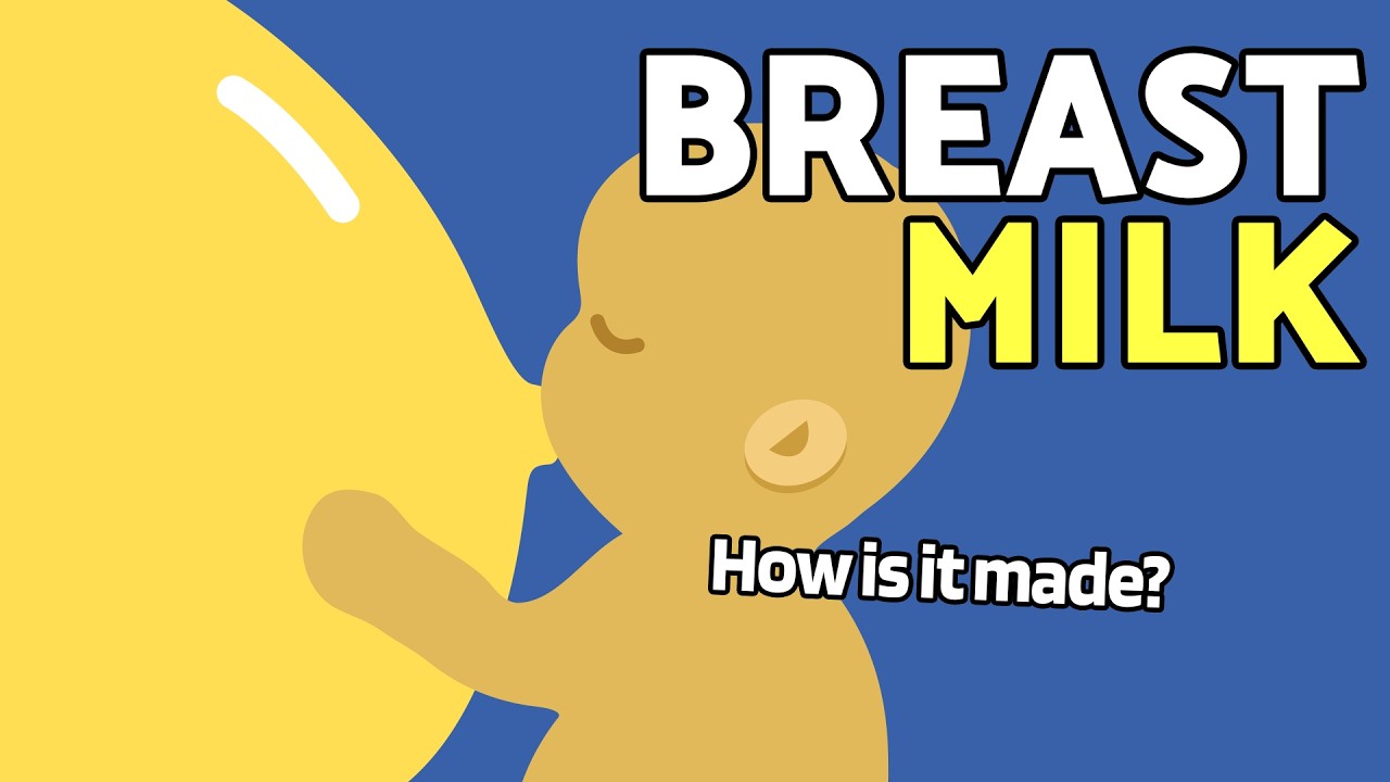 How is breast milk produced?