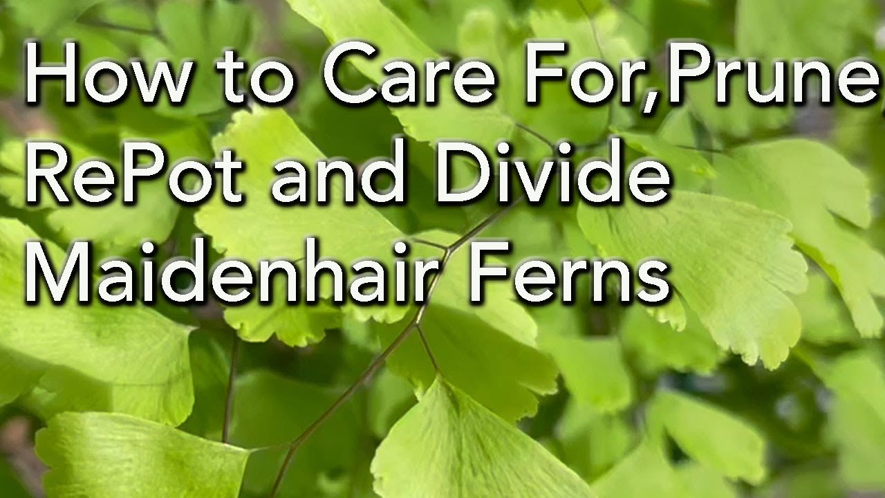 How To Repot Prune,  Divide And Care For Maidenhair Ferns