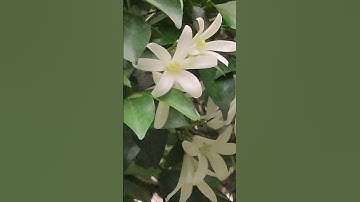 Nguyệt quế nở rộ – Hương thơm an yên giữa khu vườn nhỏ