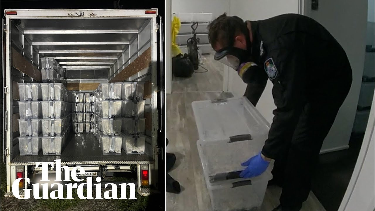 Magic mushrooms: 200 tubs of psilocybin seized at suburban Queensland house, police allege