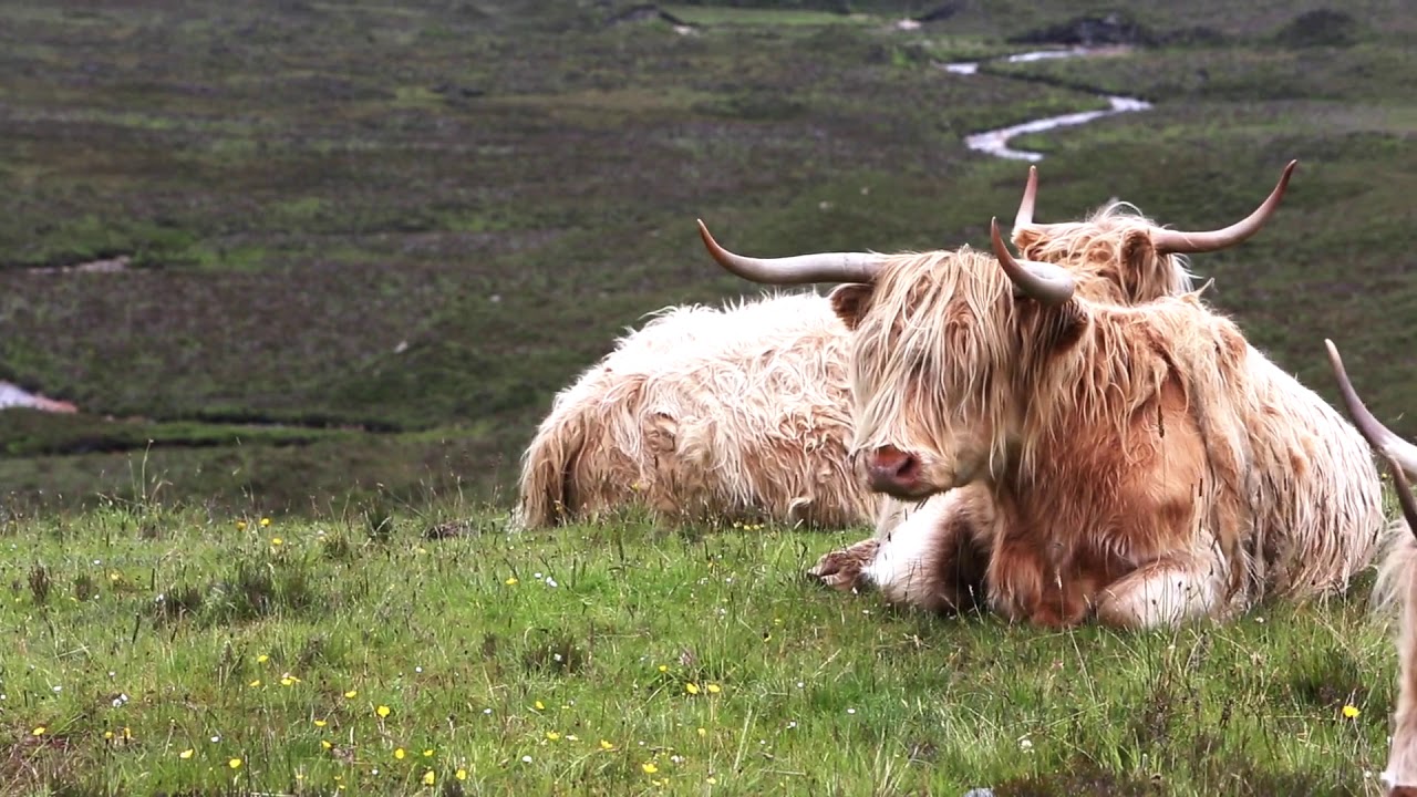 ⁣BEAUTIFUL SCOTLAND