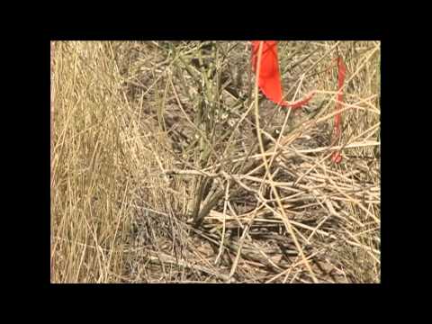 Video: Rush Skeletonweed Control – Sådan bekæmpes Skeletonweed-planter