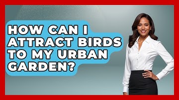 How Can I Attract Birds to My Urban Garden? | Bird Watching Diaries