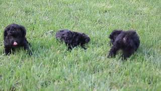 Yorkie Poo Puppies For Sale