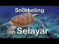 Подводный мир острова Селаяр