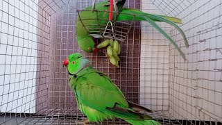 My Sweet Mitthu Parrots  ! by Animals UBS 115 views 2 years ago 1 minute, 45 seconds