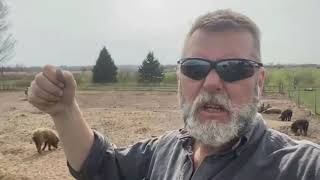 A spring tour of a regenerative homestead!