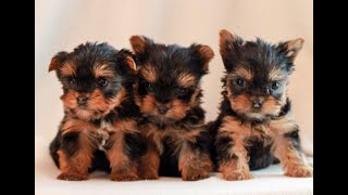 Yorkshire Terrier Puppies For Sale