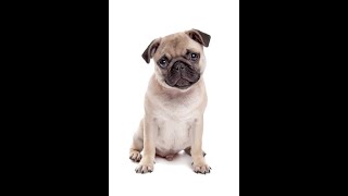 Dog Boarding and Doggie Daycare in Deerfield Beach Florida