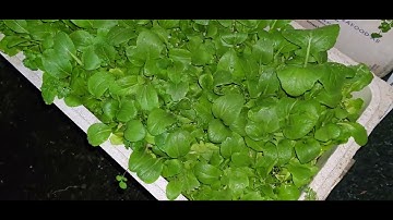 Kết quả thử nghiệm xen canh chống thối của Topfarm