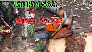 CHAINSAW NEW WEST 588X VS POHON KELAPA