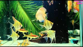 Stunning Discus Fish Aquarium | Dream Tropical Fish Tank Setup