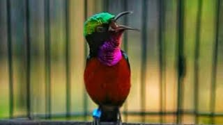 Latest price for Ninja Hummingbird, January 2026 edition