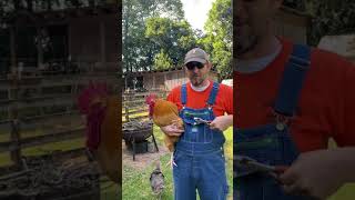 Rooster spur removal