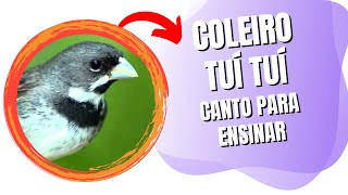 Coleiro Tuí Tuí Canto Para Ensinar