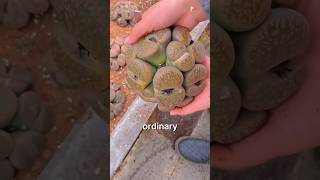 This 'Rock' Is Actually Alive 😳