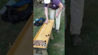 Cockroach Races
