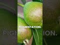 Did you know that the first oranges were green, not orange? #Shorts
