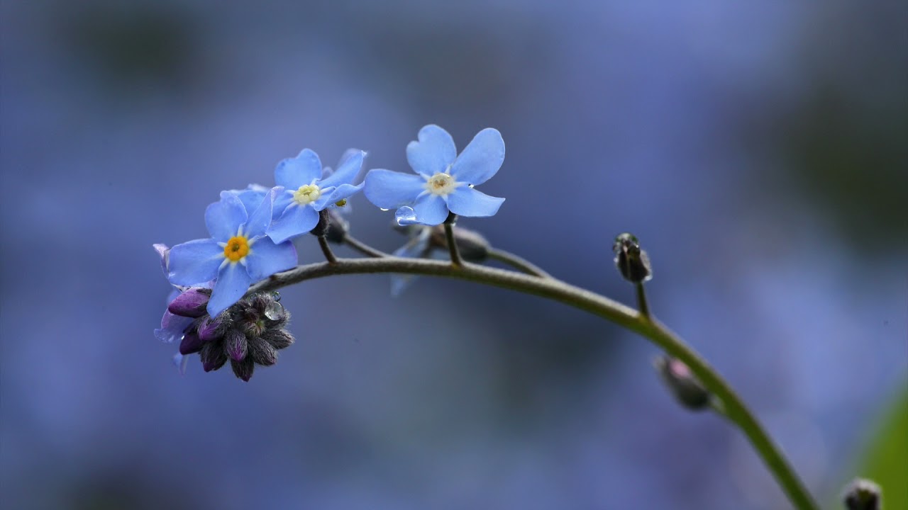 An Malvina (Bardenklänge, Op. 13, No. 1) - Johann Kaspar Mertz