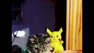 Funny Cat Video 2015 Pikachu. Hi Ellen Degeneres Funny Cat Video 2015 Pikachu. Hi Ellen Degeneres