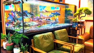Massive Aquarium Fish Tank Setup | Betta, Guppy, Goldfish, Koi & Arowana fish #4