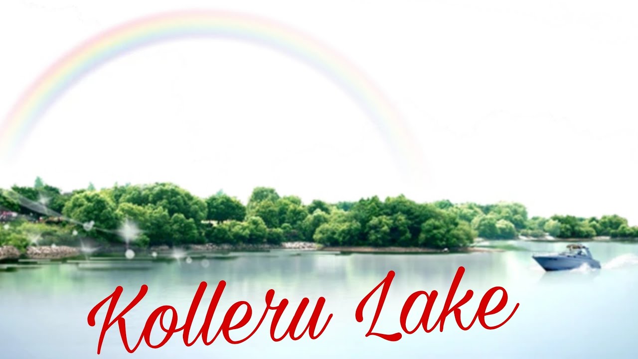 ammamma intiki veltunte darilo kolleru lake and beautiful birds 🐦