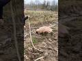 Missing for 5 days! 🐷 The dramatic rescue of our neighbor's pig. #FarmLife