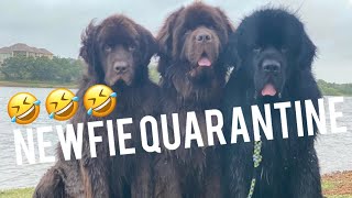 2020 NEWFIE QUARANTINE