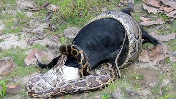 Caught On Camera: Python Devours Goat Whole