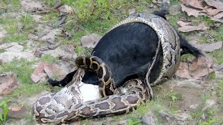 Caught On Camera: Python Devours Goat Whole