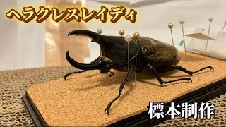 ヘラクレスレイディの標本制作