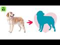 NEW Feature: Convert Pixel Selections To Vectors paths In Affinity