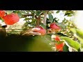 العوافي - الزراعات غير التقليدية للتفاح