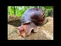 Tom crushing snails experimental composition vi