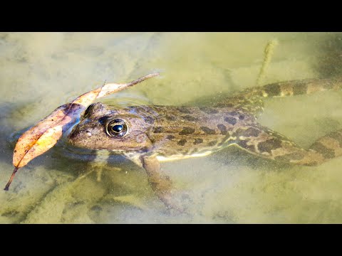 Video: Cos'è il frutto di rana - Puoi coltivare piante da frutto di rana