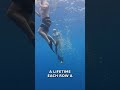 Sharks in Indonesia: Why You're Safer Than You Fear
