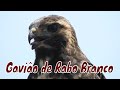 Gavião de Rabo Branco (Jovem) - Geranoaetus albicaudatus - White-tailed Hawk - Brazilian Birds