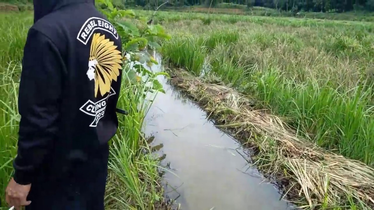 Mencari lumut di sawah untuk umpan ikan nila