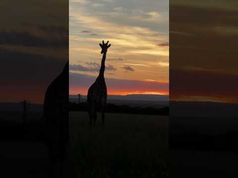 Ilora Retreats short film — Wildlife, Masai Mara