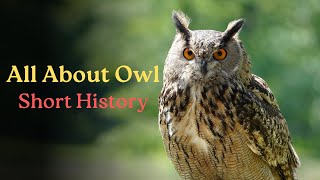 All About Owl Animals Explore The World