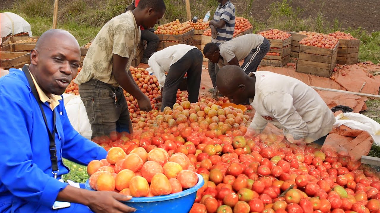 Manya bwe balima Enyanya ezomulembe part one